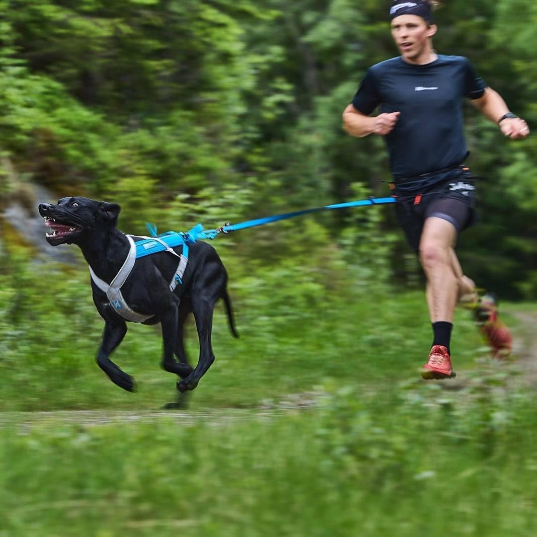 Non-Stop dogwear Bungee Leash LTD | Leine für bikejøring, Scootering und skijøring | 1644 | 2,8m | F