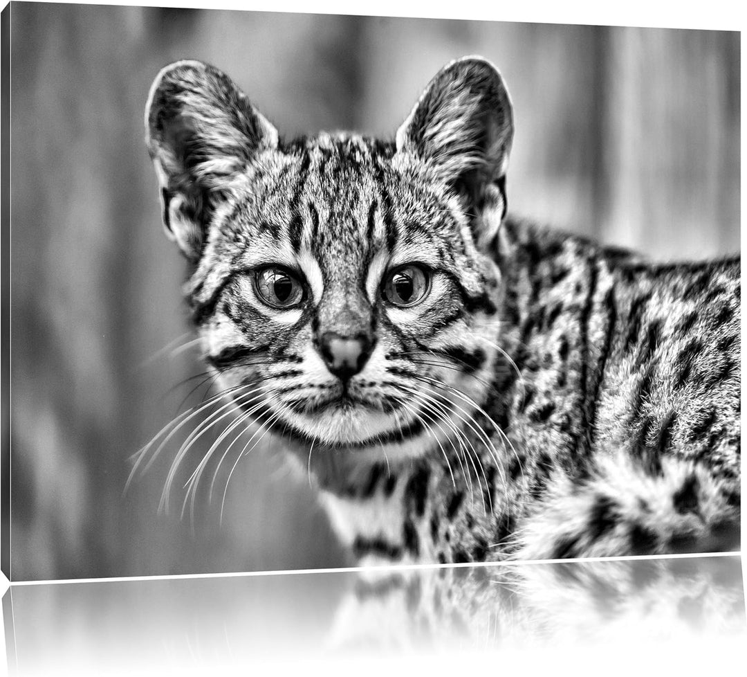 Pixxprint kleine Bengalkatze als Leinwandbild/Grösse: 100x70 / Wandbild/Kunstdruck/fertig bespannt,