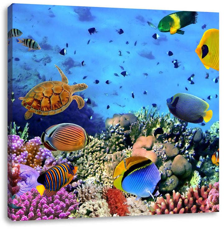 Pixxprint Fische über Korallenriff als Leinwandbild/Grösse: 70x70 cm/Wandbild/Kunstdruck/fertig besp
