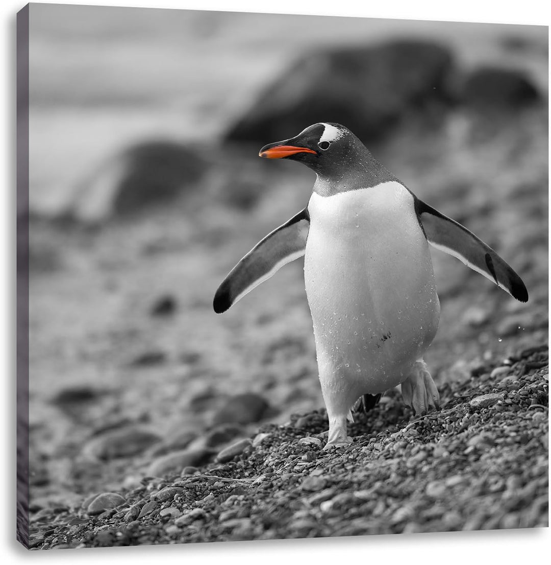 süsser Pinguin am Steinstrand schwarz/weiss, Format: 70x70 auf Leinwand, 70x70
