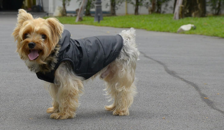 Doggy Dolly W066 Hundejacke mit Kapuze und Kunstfell, schwarz, Wintermantel/Winterjacke, Grösse : M