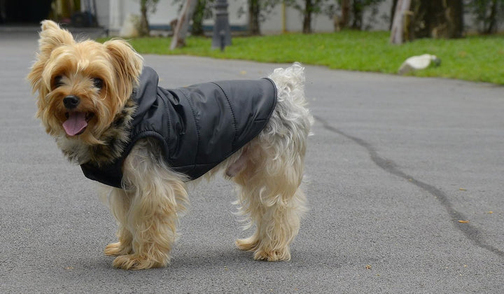 Doggy Dolly W066 Hundejacke mit Kapuze und Kunstfell, schwarz, Wintermantel/Winterjacke, Grösse : XX
