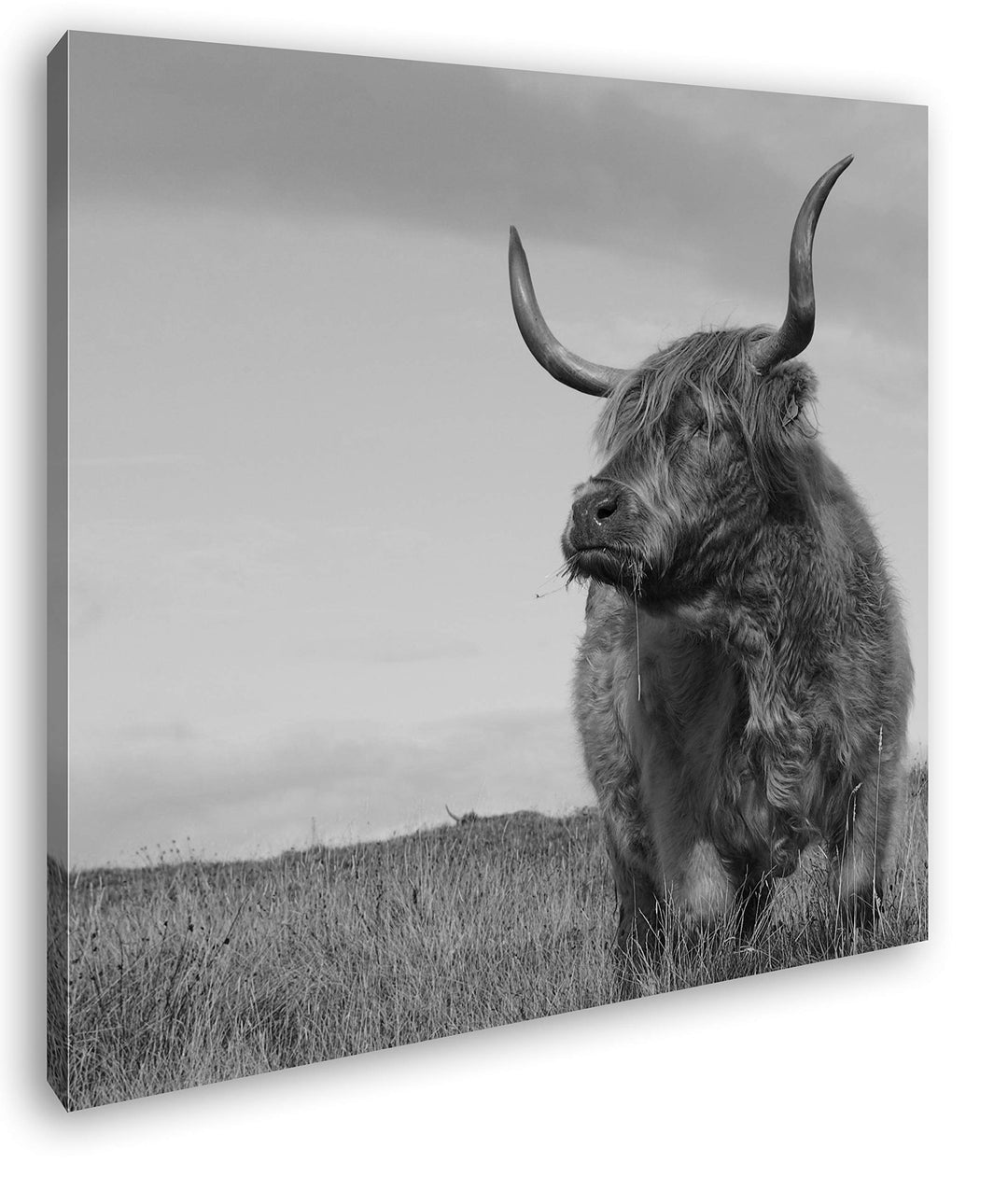 deyoli riesige Kuh auf Einer Landschaft im Format: 60x60 Effekt: Schwarz&Weiss als Leinwandbild, Mot