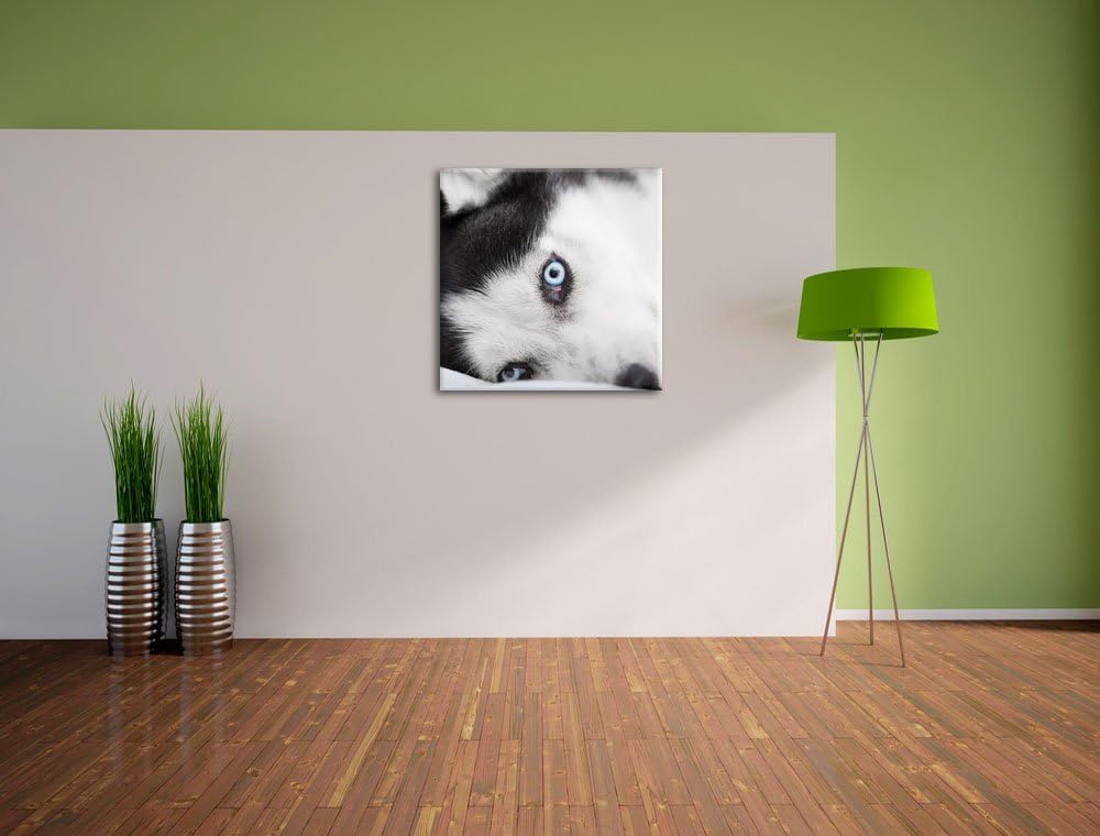 Pixxprint Husky mit Eisblauen Augen im Bett, Format: 70x70 auf Leinwand, 70x70