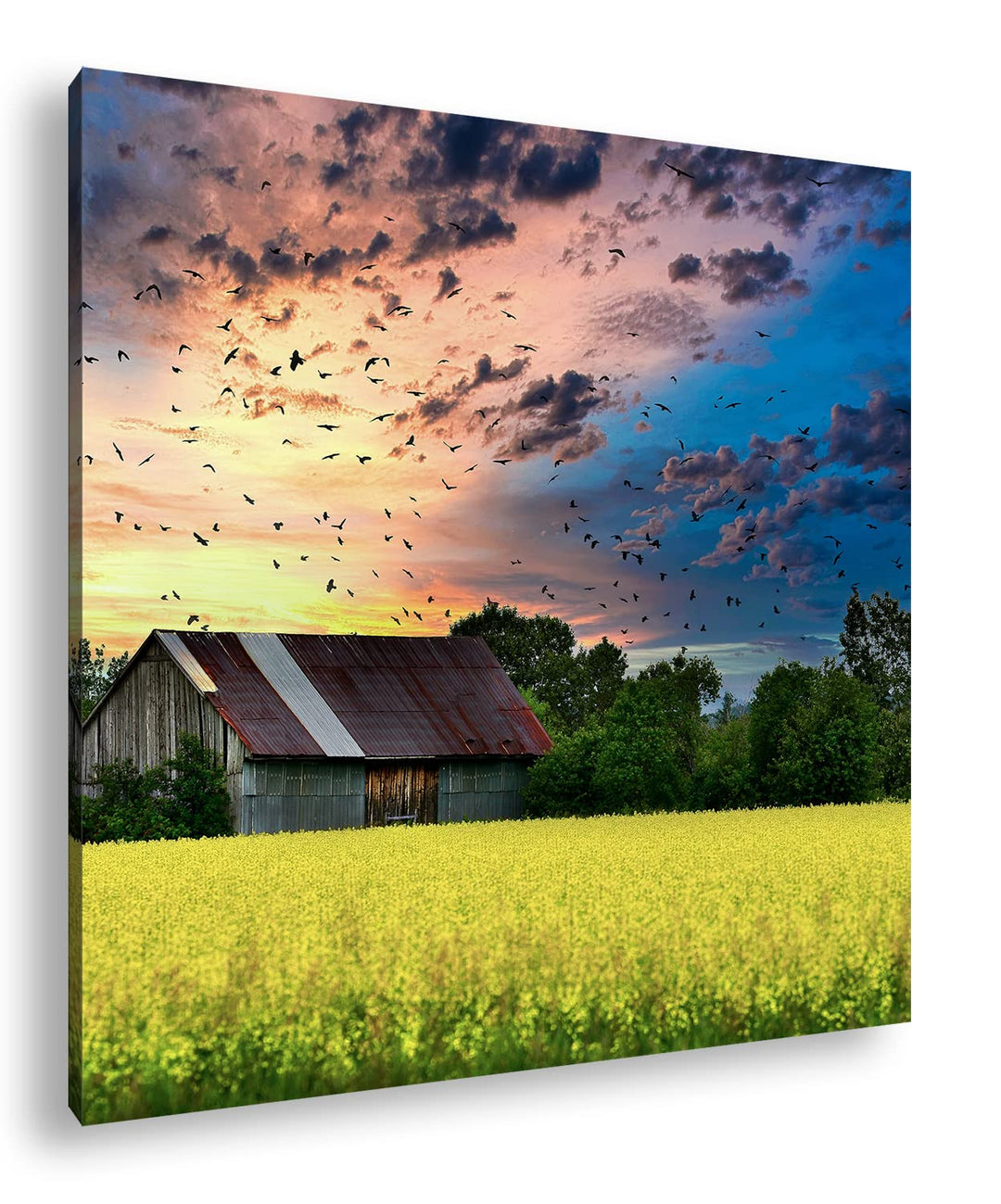Scheune am blühendem Feld Format: 60x60 als Leinwandbild, Motiv fertig gerahmt auf Echtholzrahmen, H