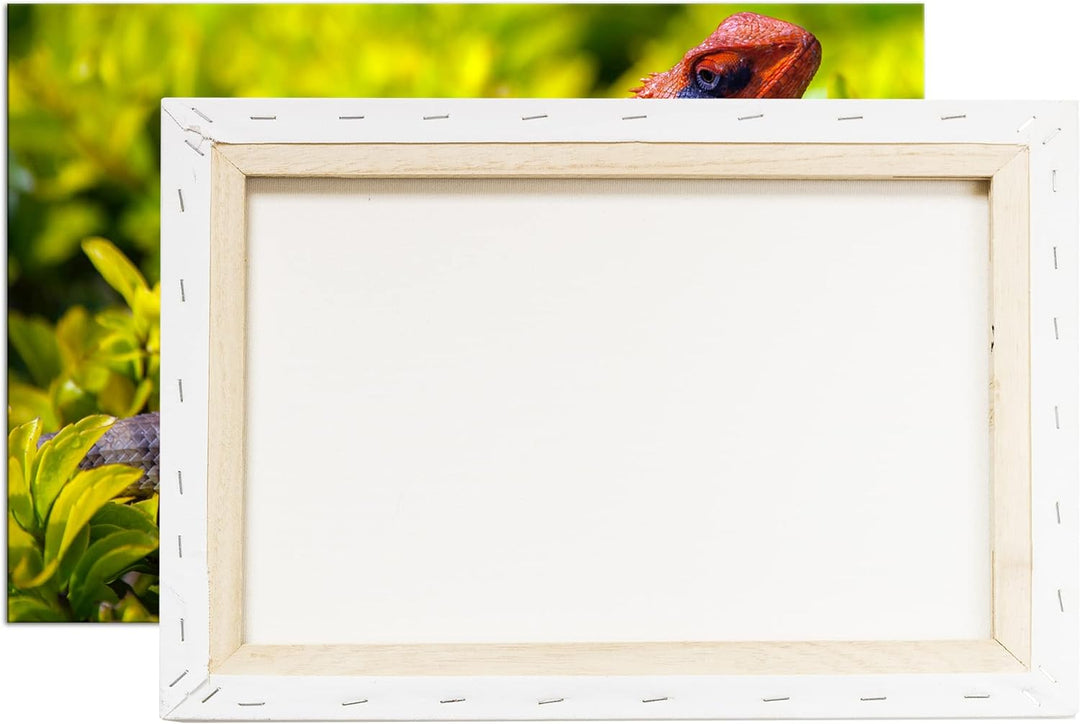 deyoli farbige Schuppen eines Reptil Format: 120x80 als Leinwandbild, Motiv fertig gerahmt auf Echth