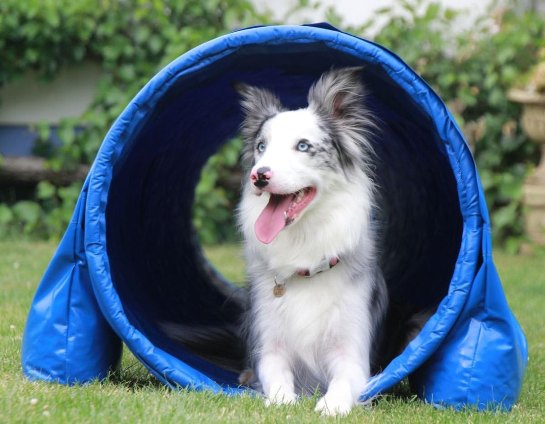 Callieway® Dog Agility Tunnel Profi Hunde Tunnel Agility Gerät (Stützsandsäcke bereits inklusive) (6