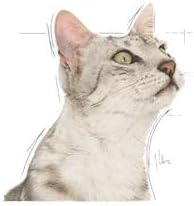 Royal Canin Sensory Smell Jelly | Doppelpack | 2 x 12 x 85 g | Nassfutter für ausgewachsene Katzen |