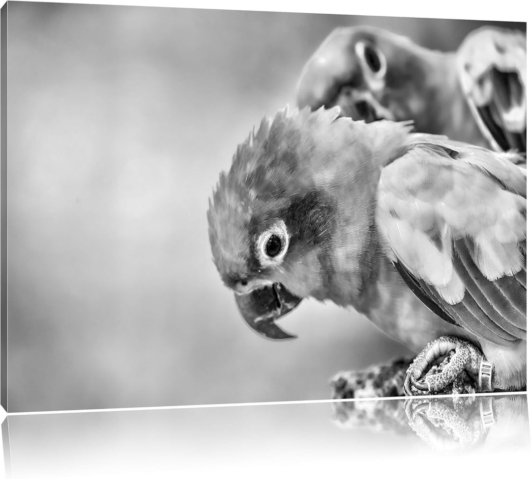 Pixxprint Papageienpärchen als Leinwandbild/Grösse: 100x70 / Wandbild/Kunstdruck/fertig bespannt, 10