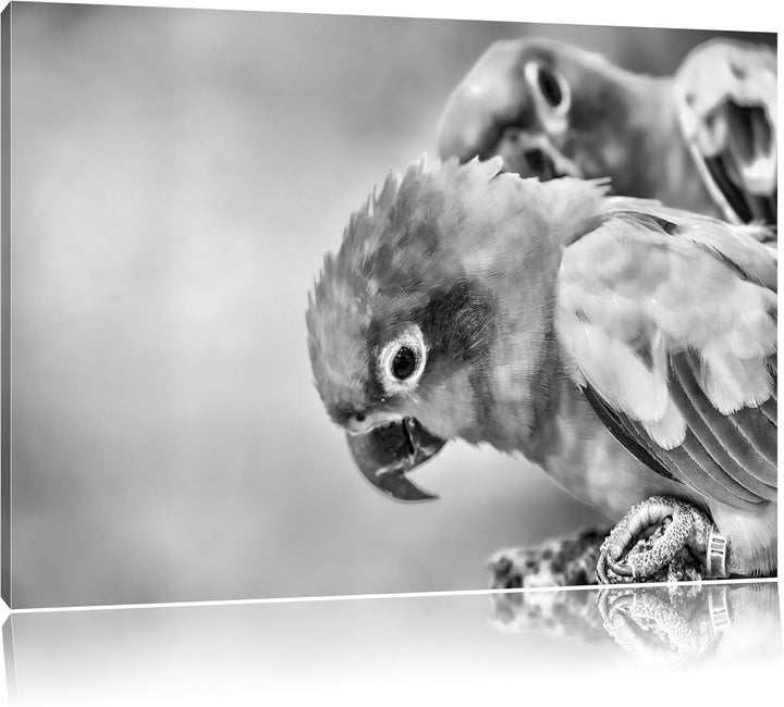 Pixxprint Papageienpärchen als Leinwandbild/Grösse: 100x70 / Wandbild/Kunstdruck/fertig bespannt, 10