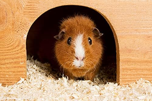Bubimex Holzspäne – Einstreu für Nagetiere – Kaninchen, Hamster, Meerschweinchen, Mäuse, Meerschwein