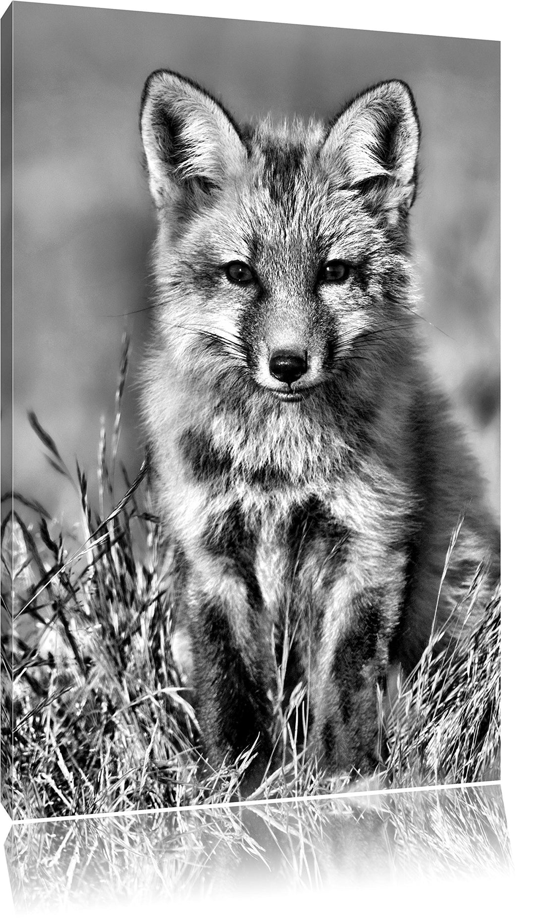 Pixxprint Kleiner Fuchs auf Wiese als Leinwandbild | Grösse: 100x70 cm | Wandbild | Kunstdruck | fer