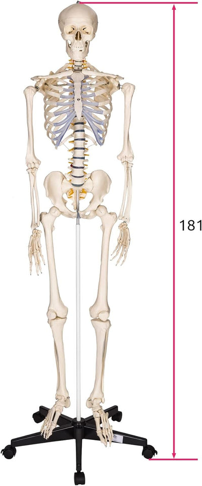 TecTake 400502 Anatomie Skelett lebensgross inklusive Ständer (Skelett | Nr.