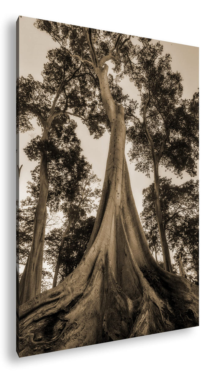 deyoli märchenhafter Baum Format: 100x70 cm Effekt: Sepia als Leinwandbild, Motiv fertig gerahmt auf