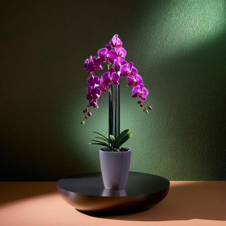 Santino 4er-Set Orchideentopf D 12cm Selbstbewässernder Topf mit Dochtsystem und Wasserstandsanzeige