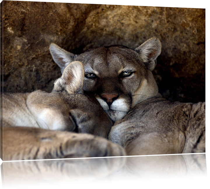 verschlafenes Puma Paar, Format: 100x70 auf Leinwand, XXL riesige Bilder fertig gerahmt mit Keilrahm
