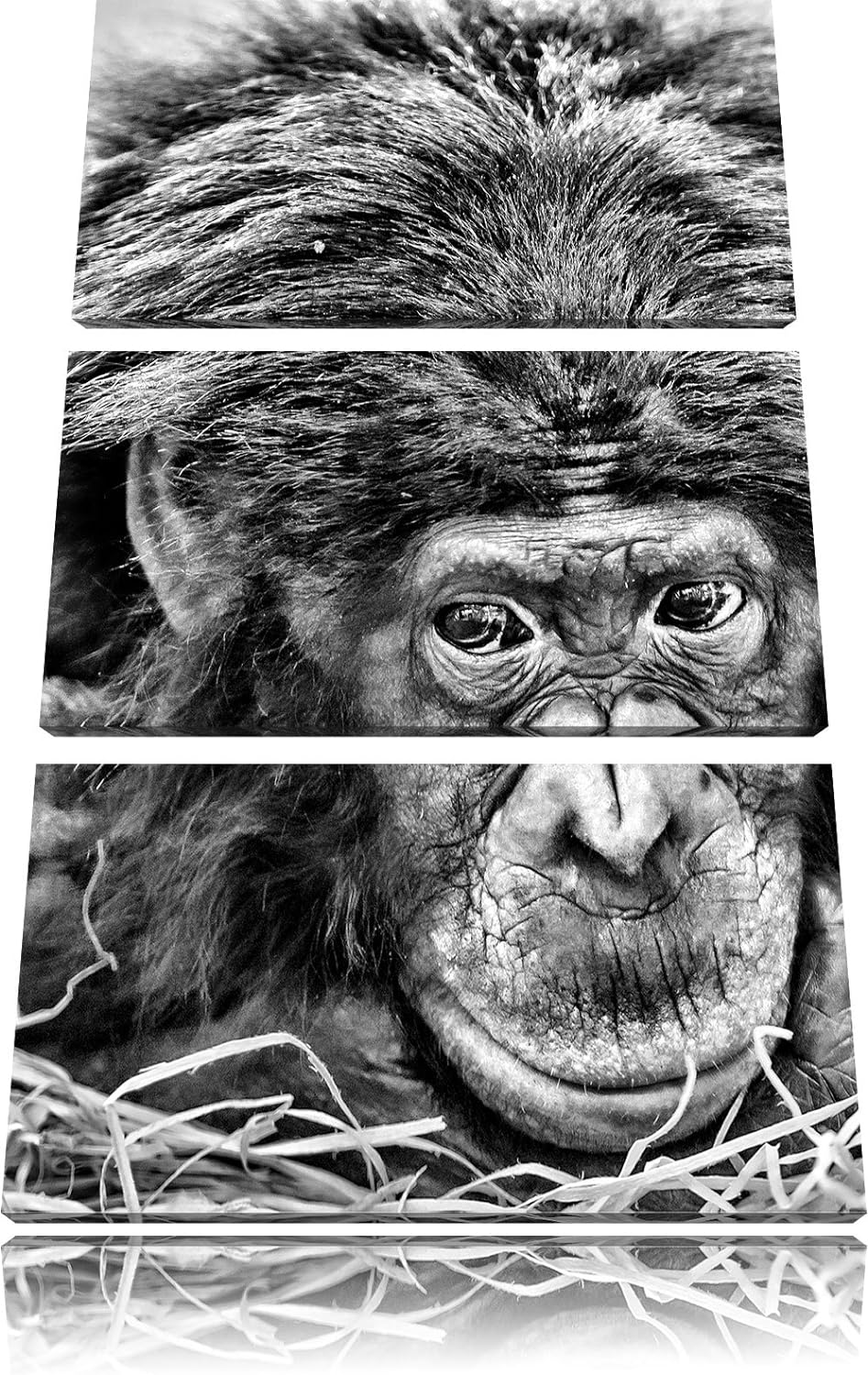 Pixxprint Kleiner Schimpanse im Heu als Leinwandbild/Grösse: 3 Teilig (120x80) cm/Wandbild/Kunstdruc