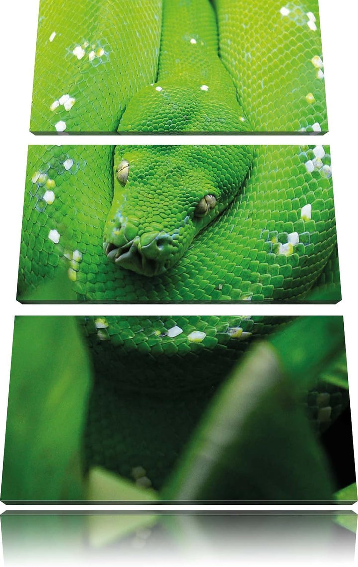 Pixxprint Grüne giftige Schlange als Leinwandbild/Grösse: 3 Teilig (120x80) cm/Wandbild/Kunstdruck/f