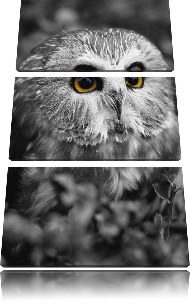Pixxprint junger Kauz im Vogelbeerstrauch schwarz/weiss 3-Teiler Leinwandbild 120x80 Bild auf Leinwa