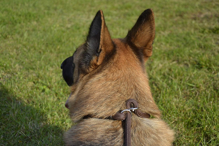 Dingo Retrieverleine mit Zugstopp Hundeleine aus Seil,Snake'' und aufstellbarem Halsband Trainingsle