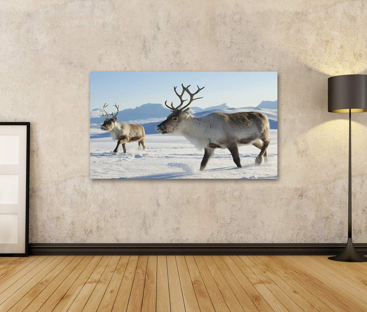 islandburner Bild auf Leinwand Rentiere Natürliche Umgebung Tromso Region Nordnorwegen Bilder Wandbi