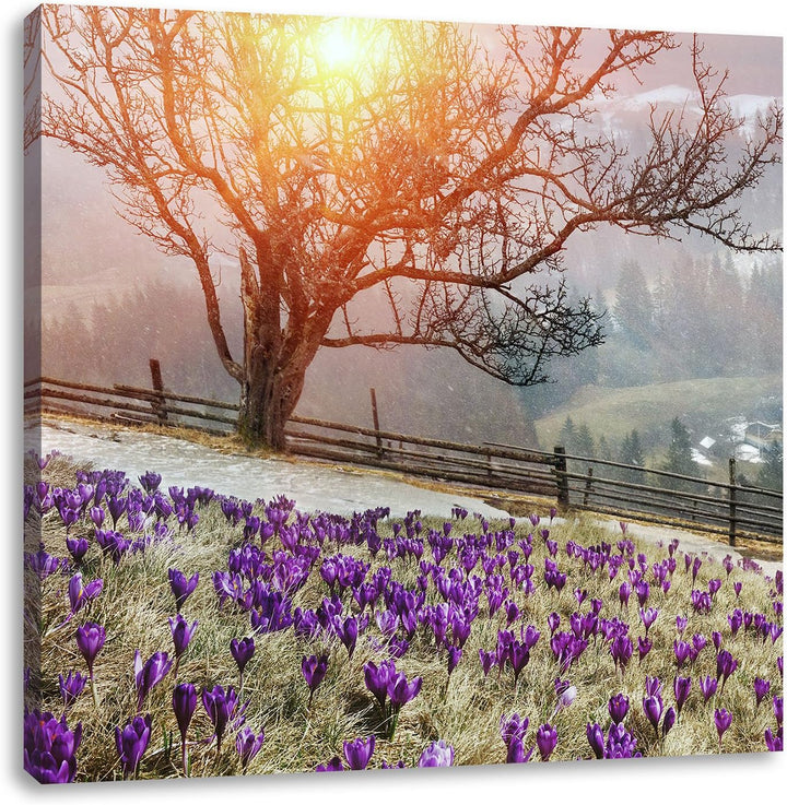 Krokusswiese in Gebirge, Format: 70x70 auf Leinwand, XXL riesige Bilder fertig gerahmt mit Keilrahme