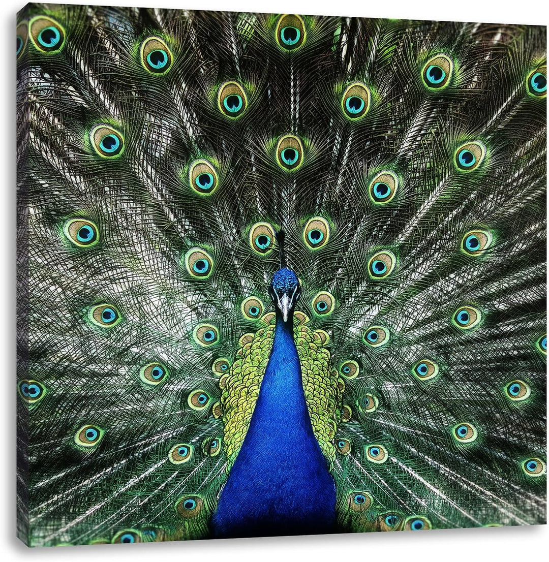 Pixxprint Schöner Pfau mit seinem Gefieder als Leinwandbild/Grösse: 70x70 cm/Wandbild/Kunstdruck/fer