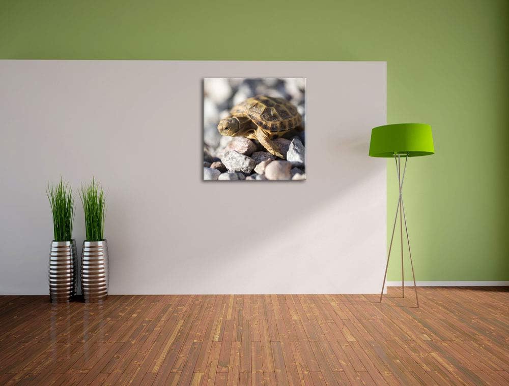 Kleine Schildkröte, Format: 70x70 auf Leinwand, XXL riesige Bilder fertig gerahmt mit Keilrahmen, Ku