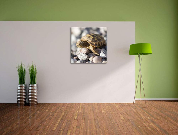 Kleine Schildkröte, Format: 70x70 auf Leinwand, XXL riesige Bilder fertig gerahmt mit Keilrahmen, Ku