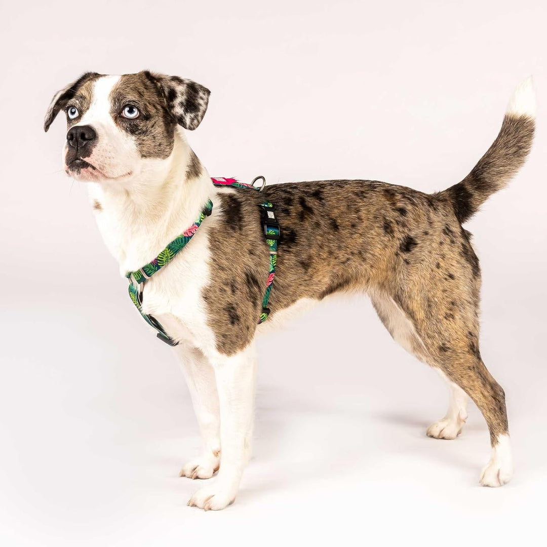 Max &amp; Molly Hundegeschirr in H-Form, Ultrabequemes Geschirr Hund aus Neopren für kleine Hunde, Tropi