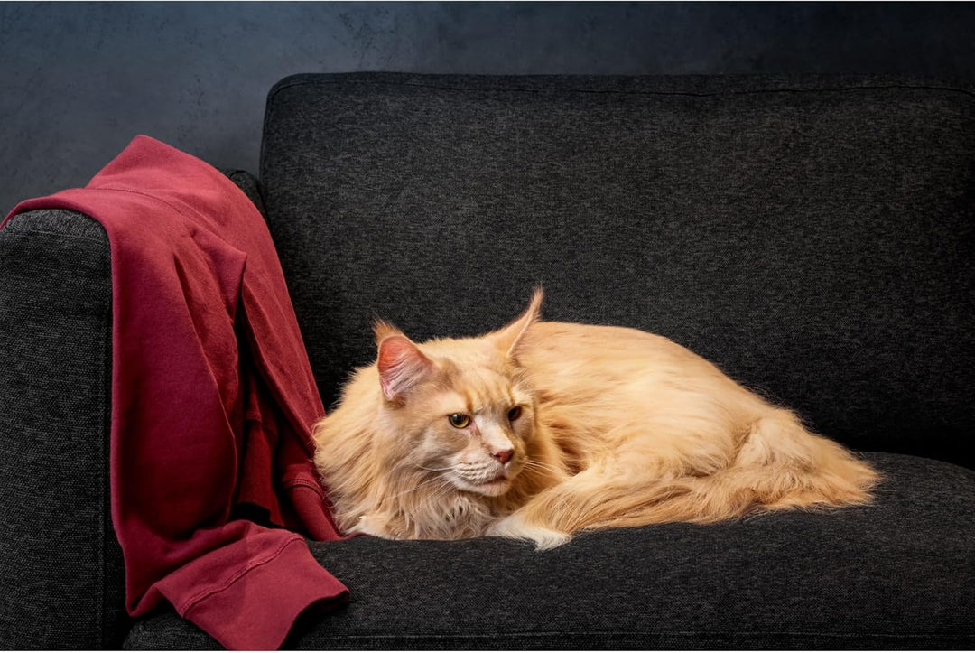 AEG AZE155 PetPro+ Tierhaardüse (Effiziente Tierhaarentfernung auf Sofas und Polstern, für Haushalt