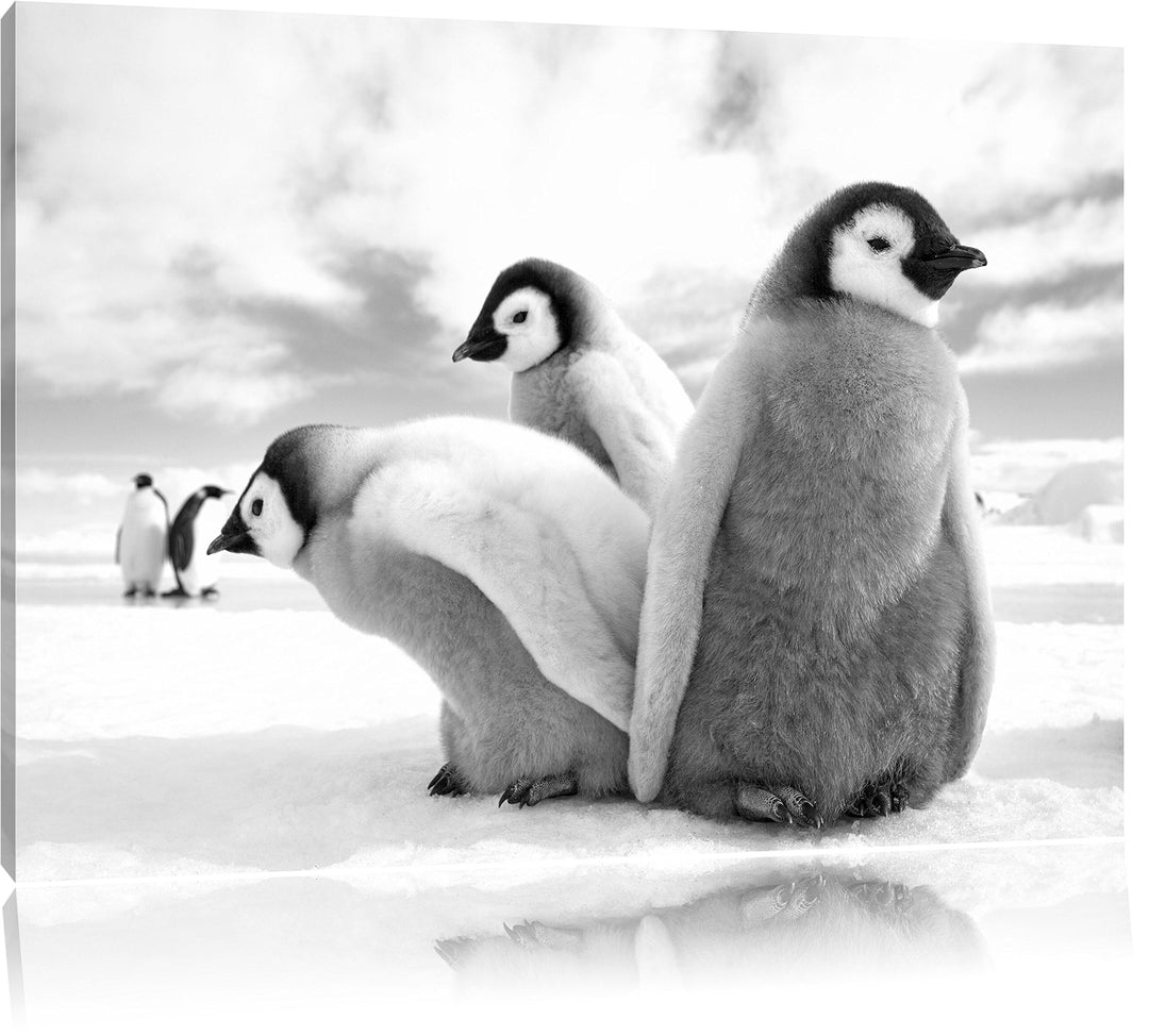 Pixxprint Kaiserpinguin Gruppe / 100x70cm Leinwandbild bespannt auf Holzrahmen/Wandbild Kunstdruck D