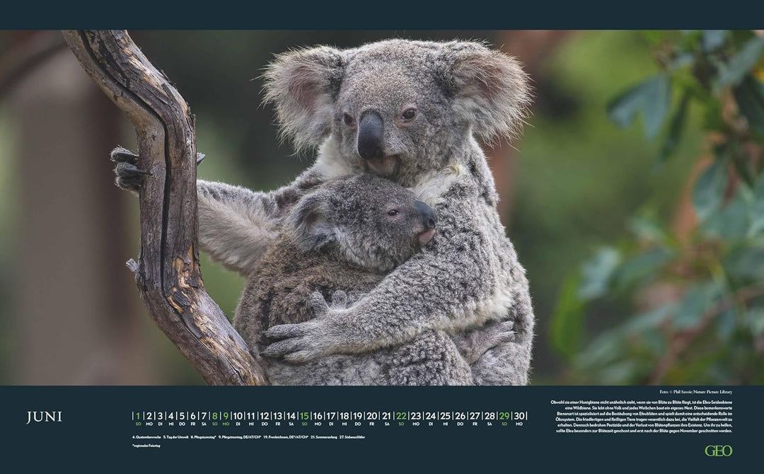 GEO - Einzigartige Tierarten 2026 – Wandkalender 58x36 cm, Poster-Kalender mit 12 Monatsblättern, de