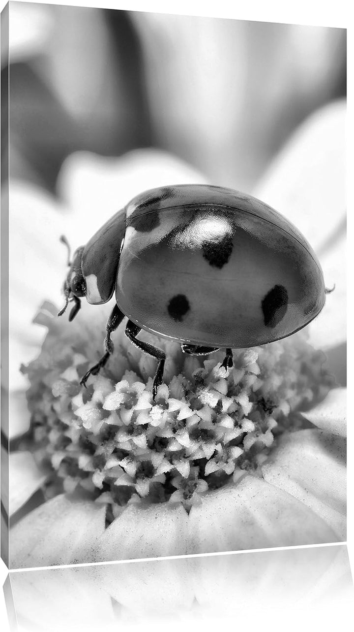 Pixxprint Marienkäfer auf Gänseblümchen als Leinwandbild/Grösse: 100x70 cm/Wandbild/Kunstdruck/ferti