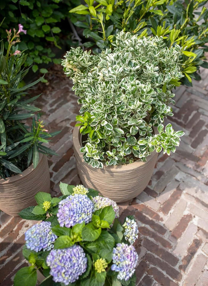 Capi Europe - Gefäss elegant niedrig Waste Rib NL - 34x46 - Terrazzo beige - Öffnung Ø27 - Blumentop