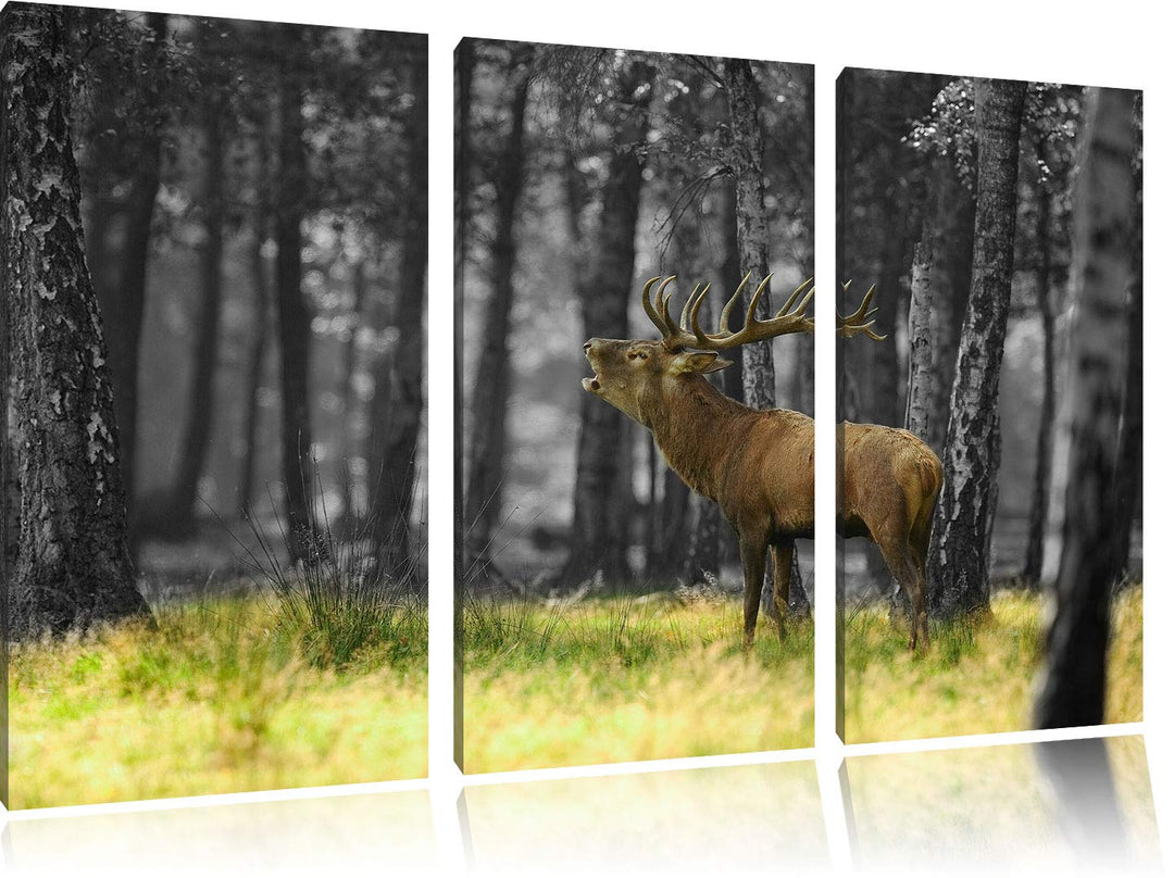 Pixxprint röhrender Hirsch im Wald als Leinwandbild | Grösse: 3 Teilig (120x80) | Wandbild| Kunstdru