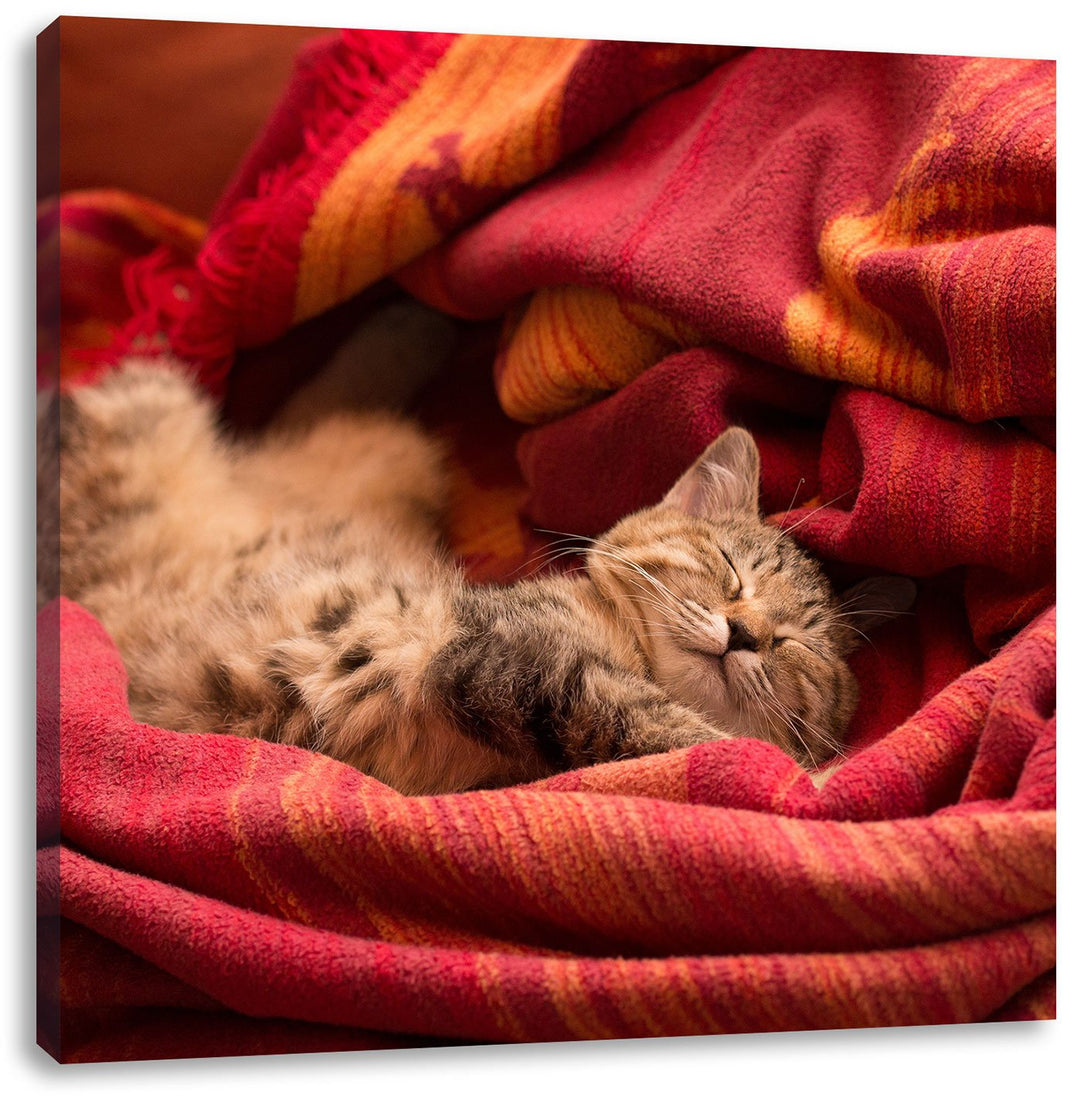 Pixxprint Babykatze, Format: 70x70 auf Leinwand, XXL riesige Bilder fertig gerahmt mit Keilrahmen, K