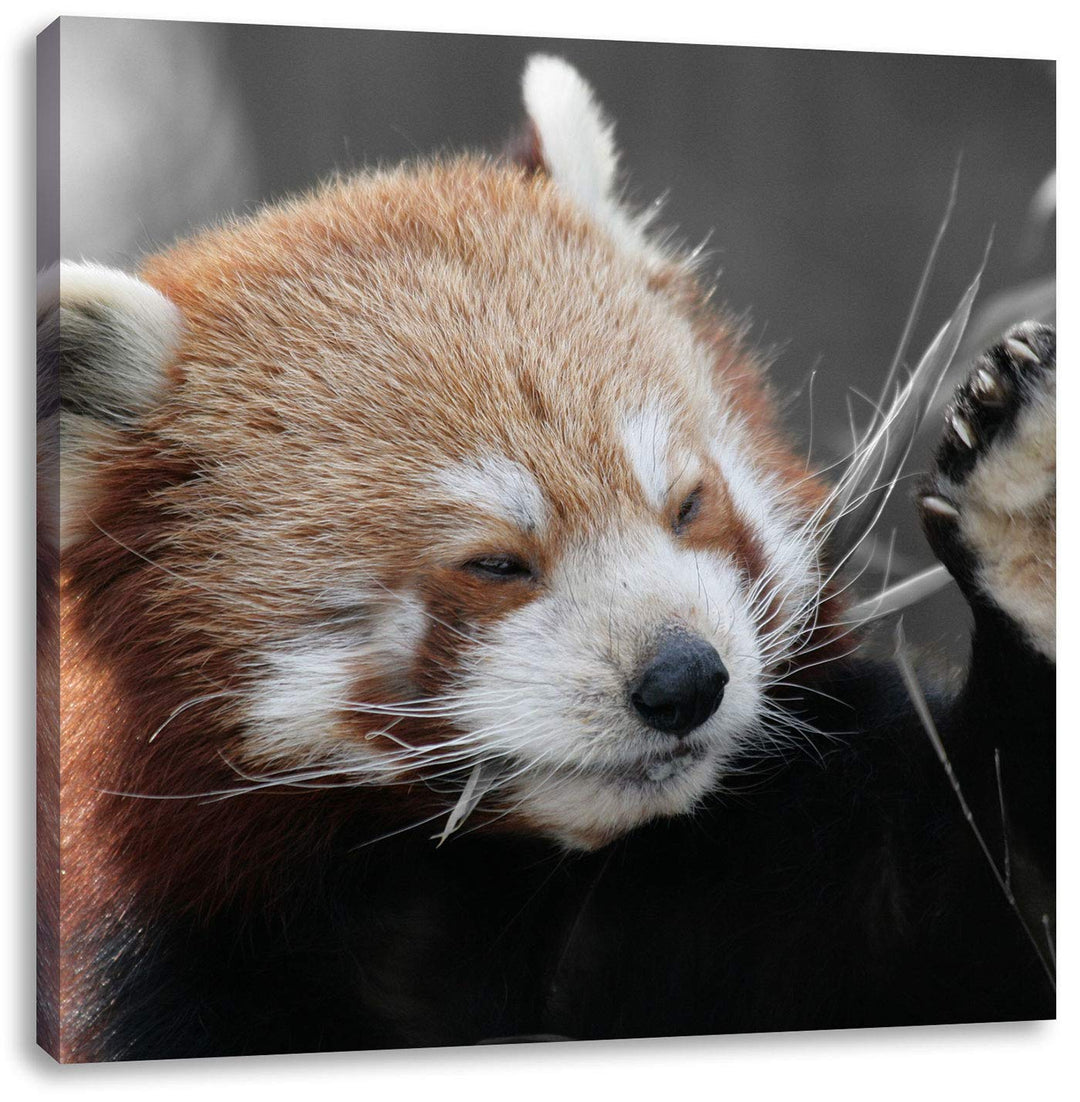 Pixxprint süsser Panda SAGT Hallo als Leinwandbild/Grösse: 70x70 cm/Wandbild/Kunstdruck/fertig bespa