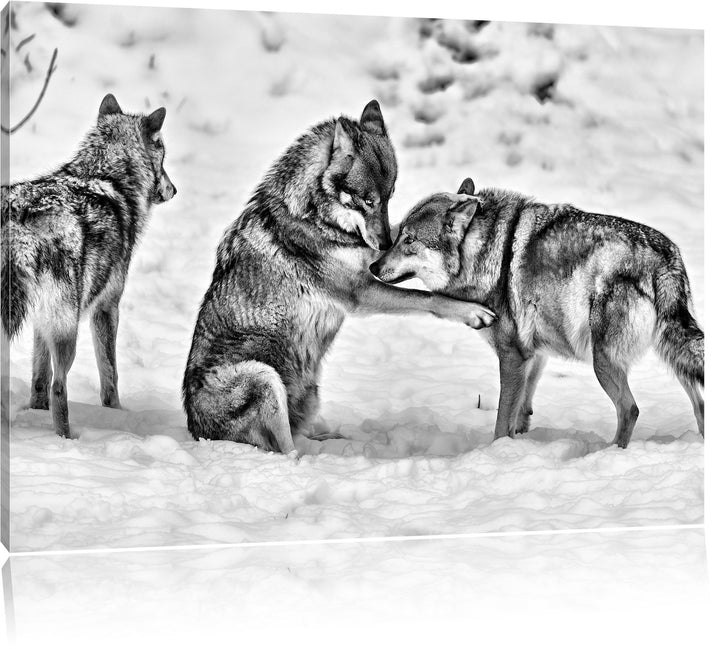 Pixxprint spielendes Wolfsrudel / 100x70cm Leinwandbild bespannt auf Holzrahmen/Wandbild Kunstdruck