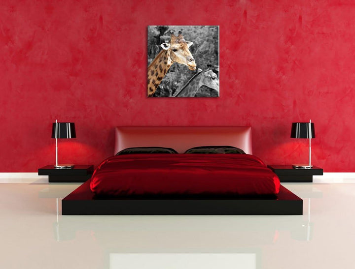 Pixxprint Zwei schöne Giraffen als Leinwandbild Quadratisch/Grösse: 70x70 / Wandbild/Kunstdruck/fert