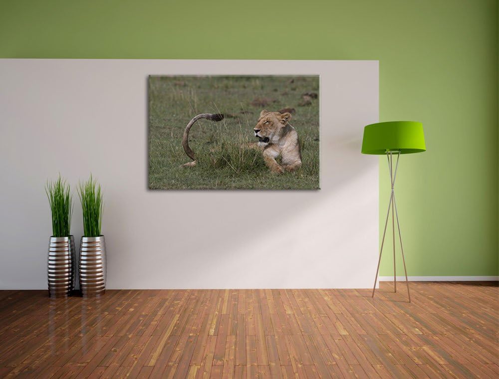 Löwin entspannt im Gras Leinwand, XXL riesige Bilder fertig gerahmt mit Keilrahmen, Kunstdruck auf W