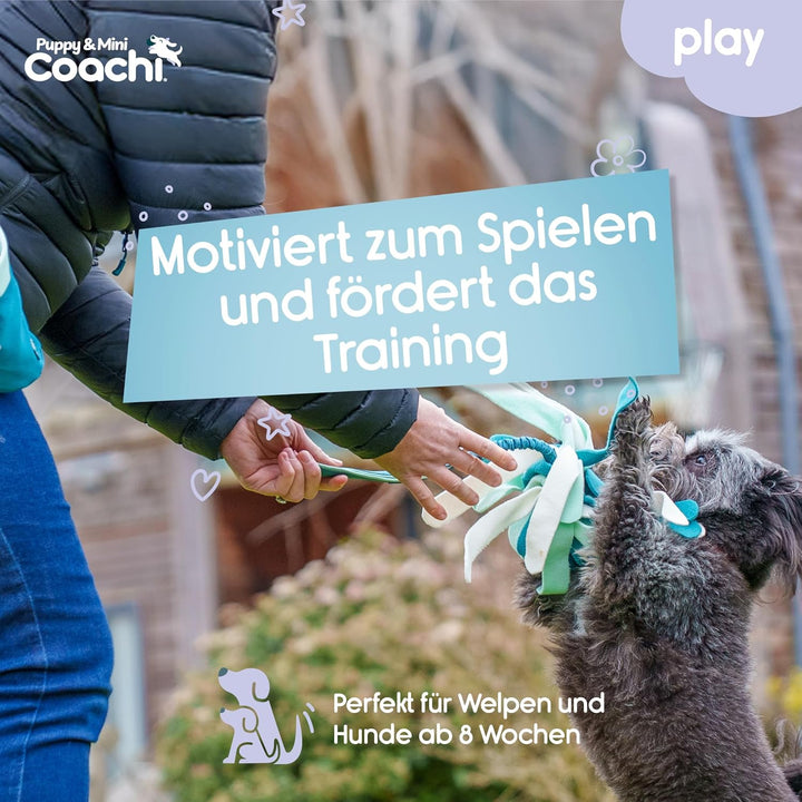 Coachi Puppy & Mini Tuggi Spider - Ideal für Zerr- und Apportierspiele, Hundespielzeug Bungee-Griff.