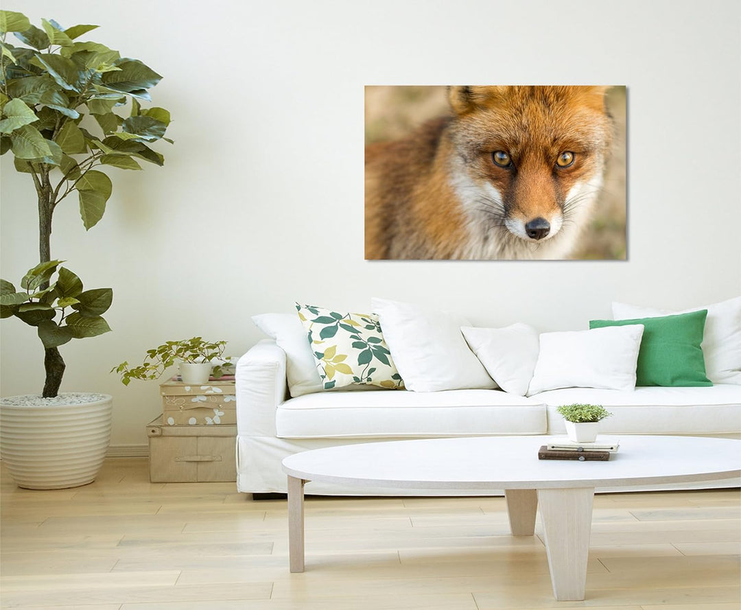 Paul Sinus Art Kunstfoto auf Leinwand 60x40cm Tierfotografie – Roter europäischer Fuchs auf Leinwand