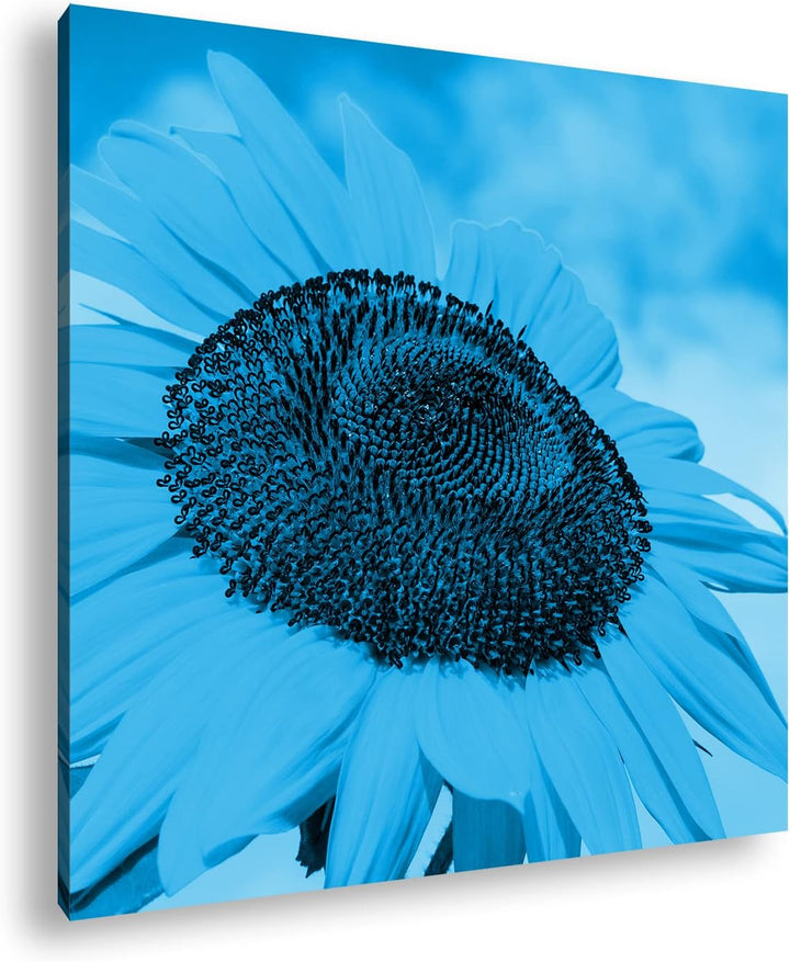 deyoli edle Sonnenblume Format: 60x60 Effekt: Monocrome Blau als Leinwandbild, Motiv fertig gerahmt