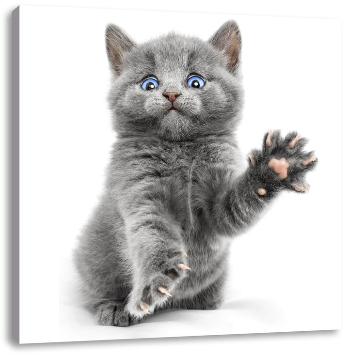 Babykatze die bettelt, Format: 70x70 auf Leinwand, XXL riesige Bilder fertig gerahmt mit Keilrahmen,