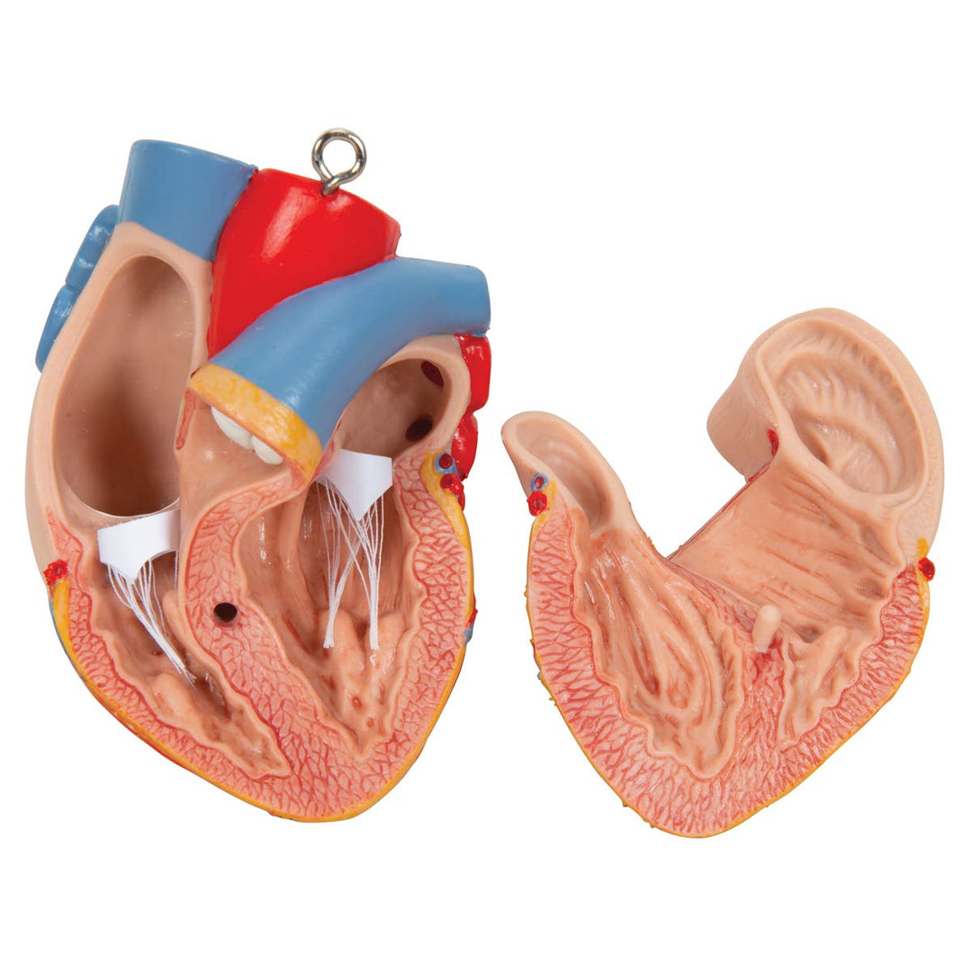 3B Scientific Classic-Torso-Modell, in klassischer Ausführung, geschlechtsneutral, offener Rücken, 2