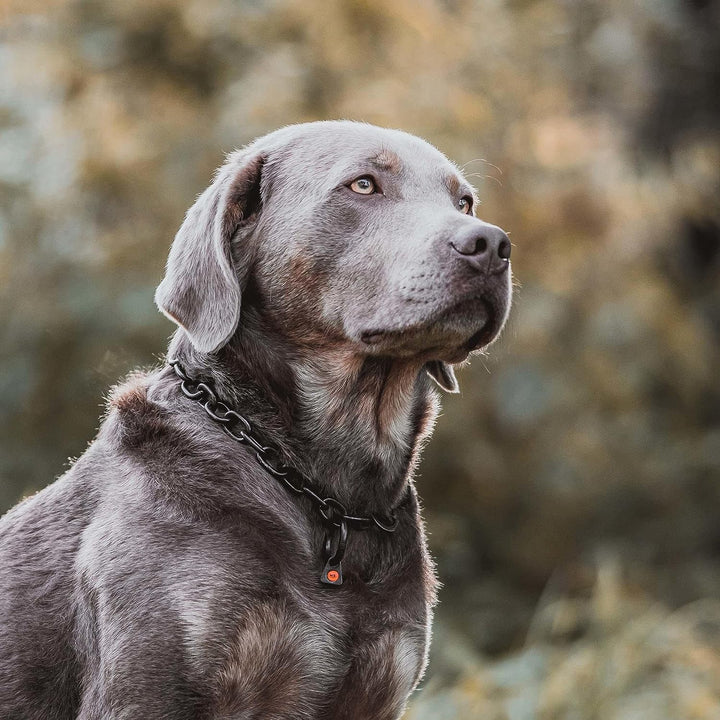 Sprenger Hundehalskette mit Sprenger Haken aus Edelstahl rostfrei 4 mm I Grösse individuell einstell