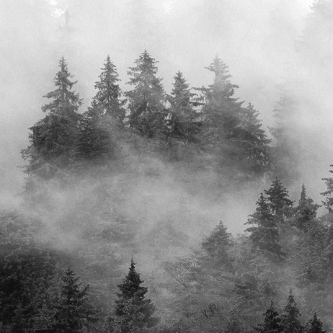 Runa Art Bild Modern Wald Natur - Made in Germany - Wandbilder Landschaft Schwarz Weiss 4 Teilig 032