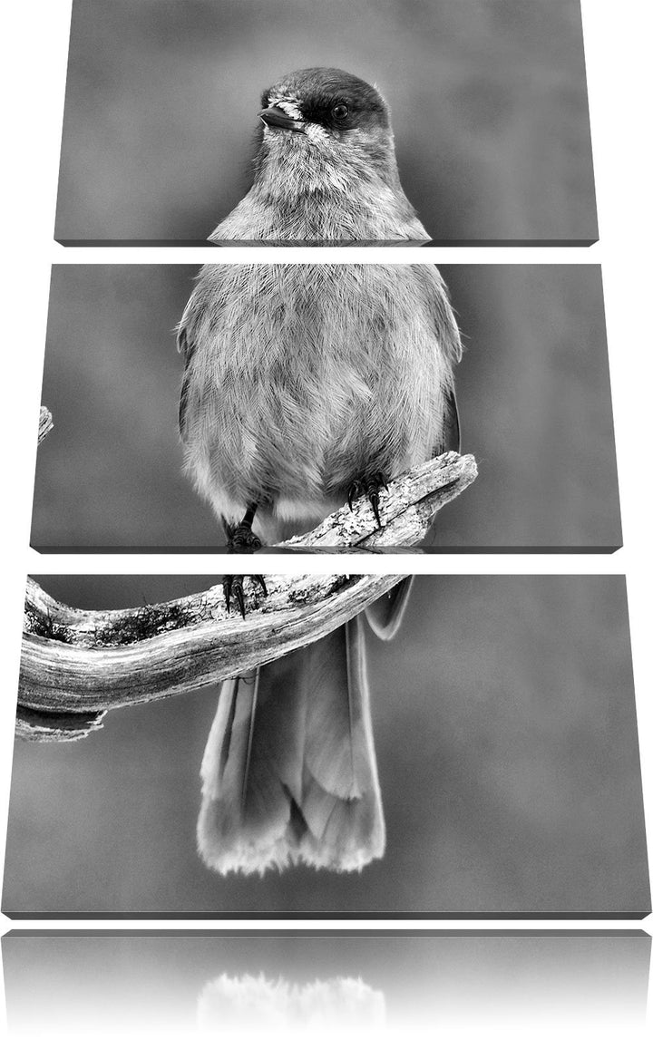 Pixxprint Monocrome, Kleiner Vogel auf AST 3-Teiler Leinwandbild 120x80 Bild auf Leinwand