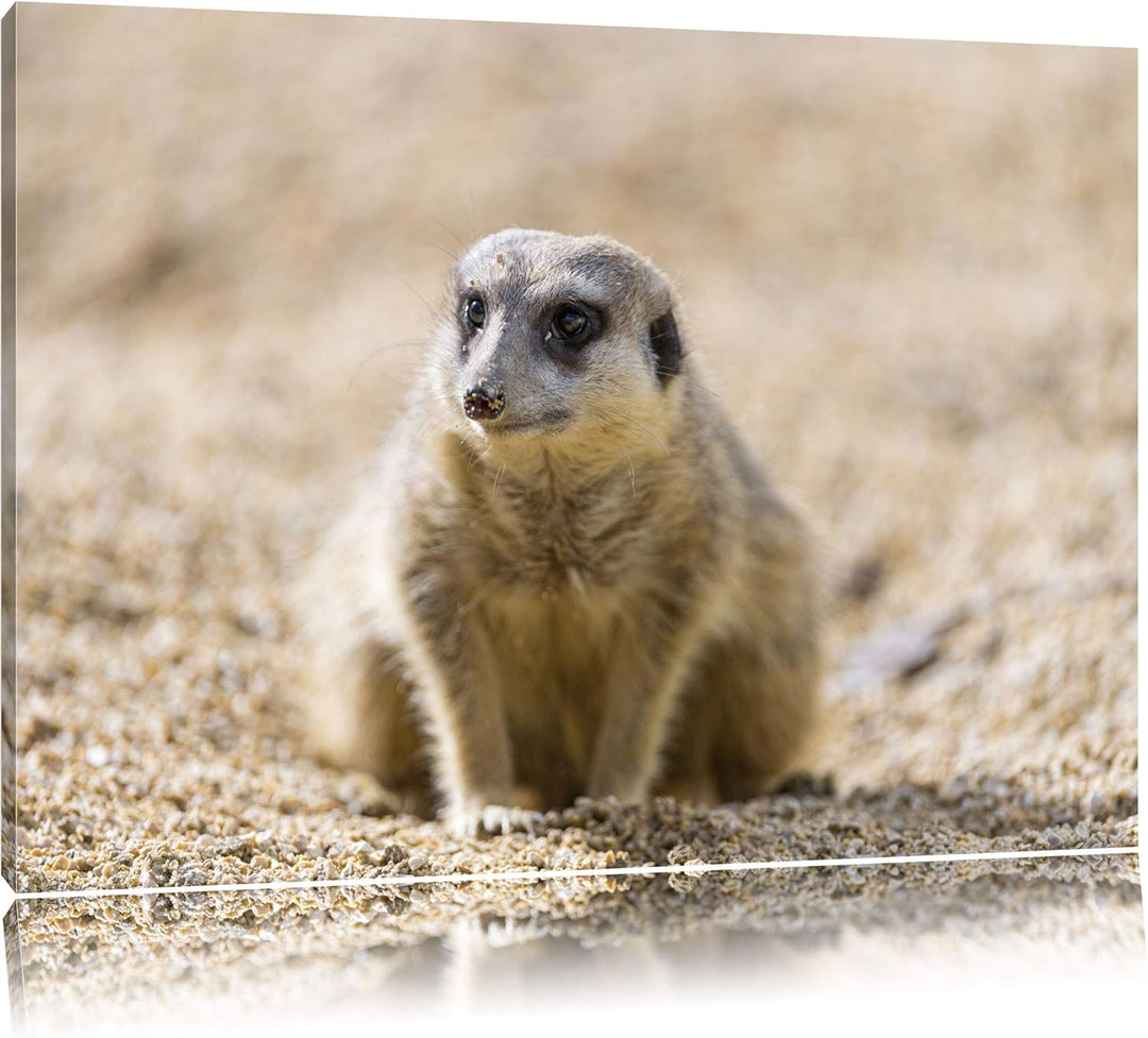 Pixxprint schüchternes Erdmännchen auf Leinwand, XXL riesige Bilder fertig gerahmt mit Keilrahmen, K